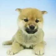 RIPSLYME くじ バラ売り可 - メルカリ