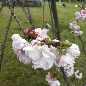 【在庫処分激安セール】 BMC エクスカリバー　ロングブレード 在庫処分激安セール】 BMC エクスカリバー ロングブレード - メルカリ