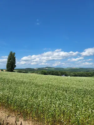 特大 tipガレ ランプシェード - メルカリ