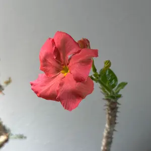 アガベ】坦克 タンク 発根済み子株 Berlin血統 高級株 - メルカリ