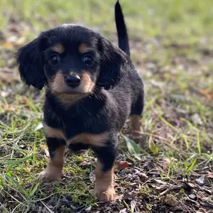 本物 Radius Design UNI FLAME バイオエタノール暖炉 - メルカリ