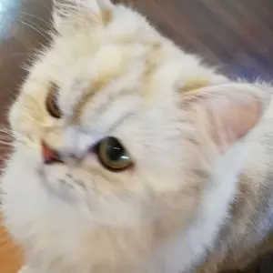 みーちゃ★お値下げ不可×