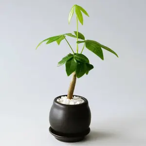 オ*ナ様 ハミルトン ベンチュラ H24551331 - メルカリ