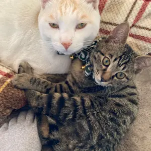 Lakland Shoreline ダリル・ジョーンズ モデル 日本製 - メルカリ