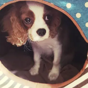 ME:I ミーアイ櫻井美羽 ハイファイブ B賞ネックストラップ - メルカリ