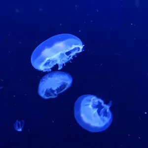 コミケ98 SHOW BY ROCK!! 別冊有栖川イヤホイ⭐︎マガジン創刊号