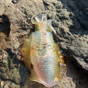 22EXSIT￼ LT2500S-XH リブレハンドル付 22EXSIT￼ LT2500S-XH リブレハンドル付 - メルカリ