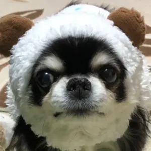 epetice Bronze Ballad チャイナトップス&ジャンスカセット - メルカリ