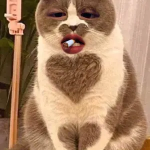 catused_