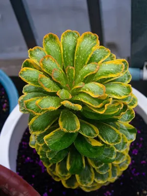 アガベ イシスメンシス カブトガニ錦 3年育成 美株 希少品 アガベ イシスメンシス カブトガニ錦 3年育成 美株 希少品