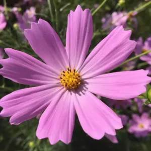 ディアグラム ワンピース 結婚式用 ドレス 総刺繍ネイビー サイズ38