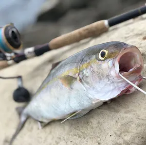 シマノ x 海洋堂 STRIKE FANTASY アオリイカ 新品 障泥烏賊 SHIMANO×海洋堂 STRIKE FANTASY アオリイカ タムタムオンライン