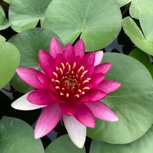 新品未開封 壁寄せテレビスタンド NSコペン ナフコ two one style