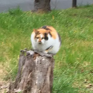 newnew様専用 ビスケット OREOガーデン雑貨セメント製オブジェ敷石飾り