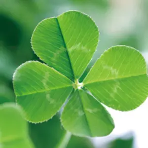 アンジェイ・ムンク監督作品3本セット 不運、エロイカ、鉄路の男 廃盤