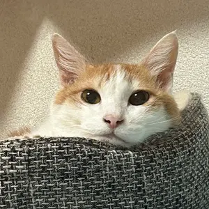 羊毛フェルト 猫 さち（プロフ確認して下さい）様オーダーページ