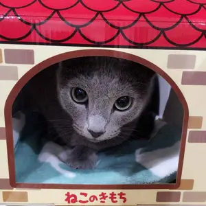 専用出品⭐︎フェイラー ハイジ 花柄刺繍 レザー キーケース - メルカリ