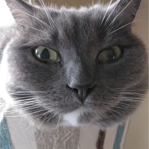 お値下げしました！STAUB スキレット3個セット リネン&ユーカリ お値下げしました！STAUB スキレット3個セット リネン&ユーカリ