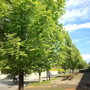 新品タグ付き REMI RELIEF レミレリーフCape Sweat ピンク - メルカリ