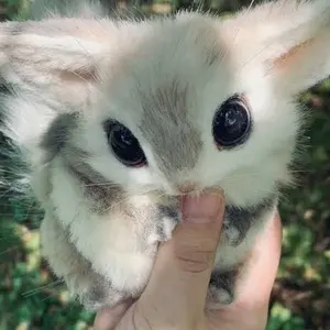 pium ピウムドーリーフリルセパレートスイムウェア ギンガムブラック