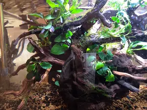 水草3種巻き ブランチウッド中サイズ - メルカリ