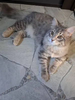 アガベ AGAVE オバティフォリア 中斑 パリー パラサナ モンタナ