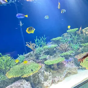 すーちゃんママ