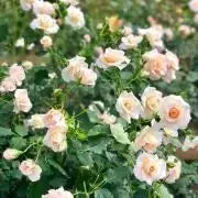 アレキサンダー マックイーン ラインストーン オーバーサイズド