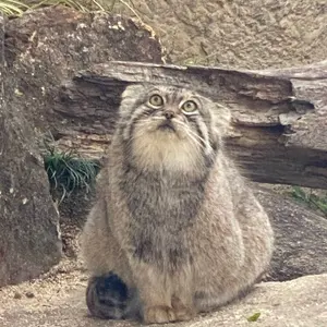 モノパス PUS チェキ風カード スマイル - メルカリ