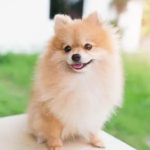 ハイキュー!! バボカ!! オールキラ超必殺技プロモパック 全6種セット