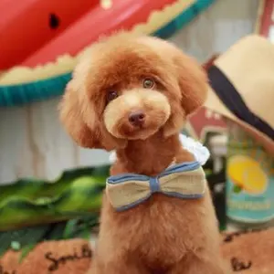 日本ニーダ発酵機、デロンギキッチンマシンシェフクラシック 2台セット