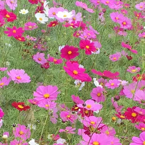 コスモス