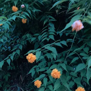 THD Quintet トーンカーブペダル - メルカリ