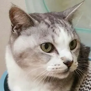 原神 放浪者 スカラマシュ 痛バッグ ねこ ぬいぐるみ バッグ 推し活