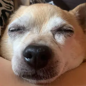 ハローキティ ご当地 那須限定 アルパカ ブラウン 根付 ストラップ レア！ ハローキティ ご当地 那須限定 アルパカ ブラウン 根付