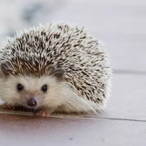 613 冷蔵庫 洗濯機 東京 神奈川 その他地域も可能 一人暮らし 小型 極