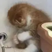 ココア。