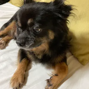 トンキンバンブーフライロッド、7'8