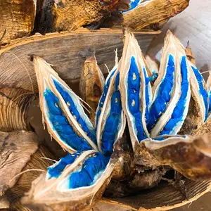 旅人の木特大茎長め　A級品８節 旅人の木特大茎長め A級品8節 - メルカリ