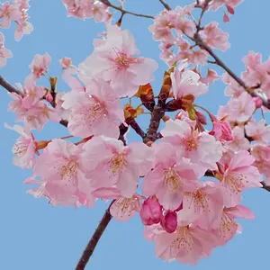 組織神学 - ヘンリー・シーセン著 島田福安 訳 - メルカリ