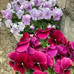 池谷三奈美 お香立て - メルカリ