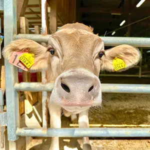 ガンバ大阪 リボンマグネット 超レア タワーレコードコラボ - メルカリ