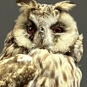 アメリカ 25セント 20枚 旧デザイン 国鳥である鷲のコイン - メルカリ