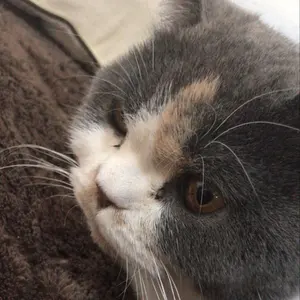 しらたま