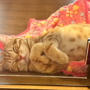 マグナ250 純正タンク 付属:純正メーター、フロントウィンカー付