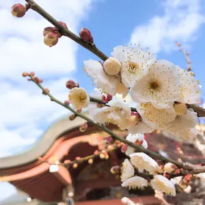 ぶんじろう【全てメリカリポスト便】