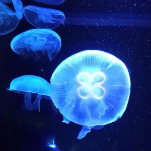 PLUSMATE 【Men's Edition☆リアルグッズガチャ】結城慶 - メルカリ