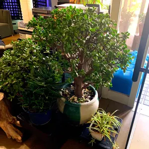 稀少！限定生産盤 THE PINBALLS 蛇の目のブルース レコード LP - メルカリ