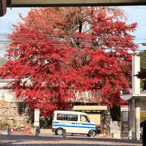 ビルディバイドブライト 着せ恋 五条新菜 2BT BR 3枚セット - メルカリ