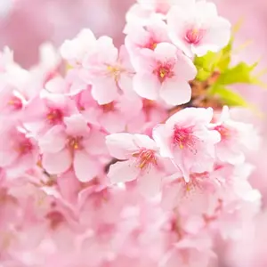 スキルスクリーン No.15 ベジタブル ビーズのれん 材料セット 希少品 スキルスクリーン No.15 ベジタブル ビーズのれん 材料セット - メルカリ